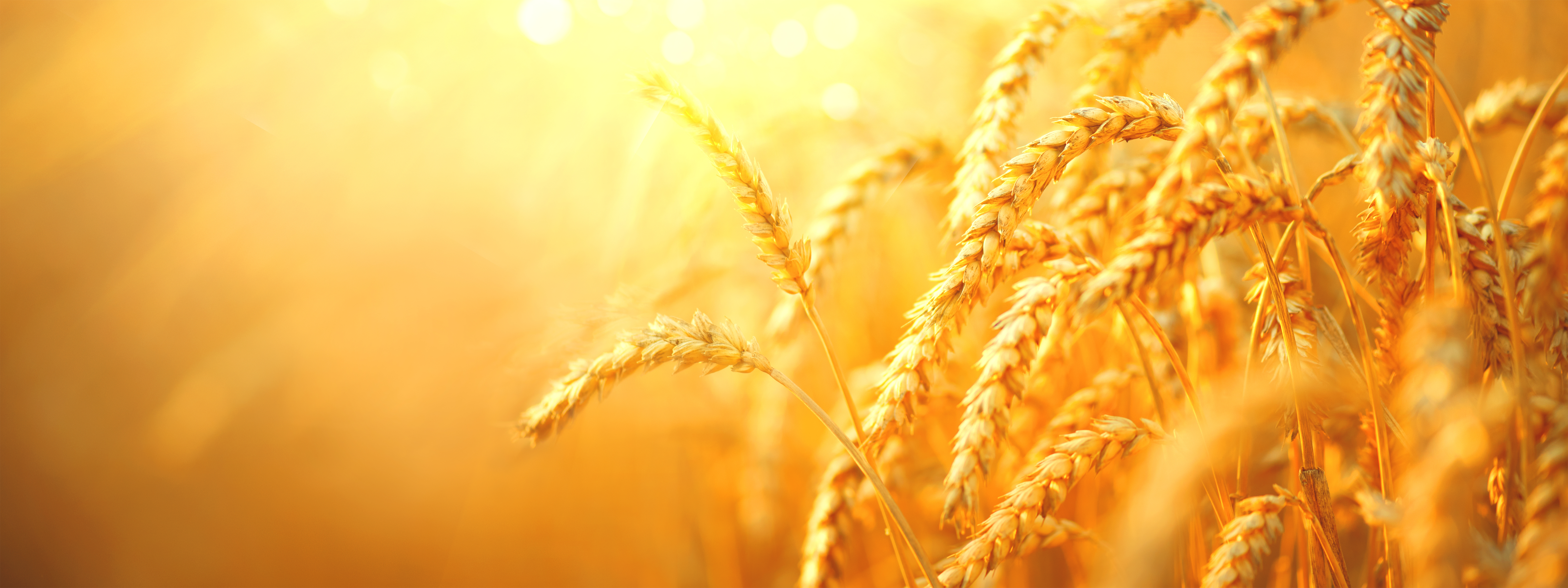 【全新產品上線】FXTM富拓小麥合約觸及2024年新高-FXTM富拓